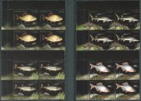 (2016) MiNr. 4861 - 4864 ** - 4 x 2 + 2,5 + 3,7 + 6 Zl - Poland - 4-bl - Endangered fish species