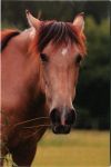 Postcard Ponynka.cz - horse series - brown head (1/2018)