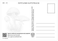 (2019) CM - MiNr.  ** - Kyrgyzstán - Jedovaté houby z Kyrgyzstánu