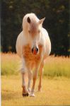 Postcards Ponynka.cz - set of 7 postcards Horses (1-7/2018)